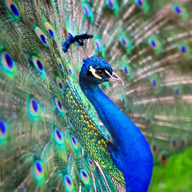 Peacocks